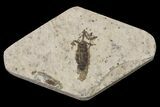 Fossil March Fly (Plecia) - Green River Formation #154502-1